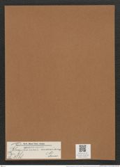 Rhaphoneis marsiana Grun. (de-Toni-Nr.: Genus 78, Species 2838) Zeichnungen Sammlung Grunow Mappe 03004 (Herbarium_W_Grunow_drawings_Folder_03004)